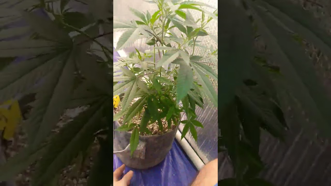 This clone was starved I did feed it nutrients real late 🤦 but she's bouncing back 