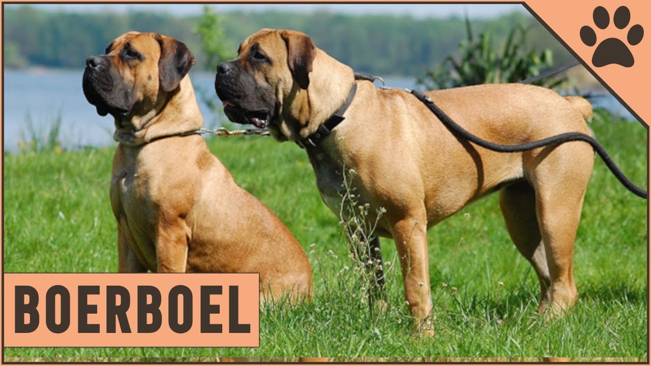 Boerboel Dog Breed Information
