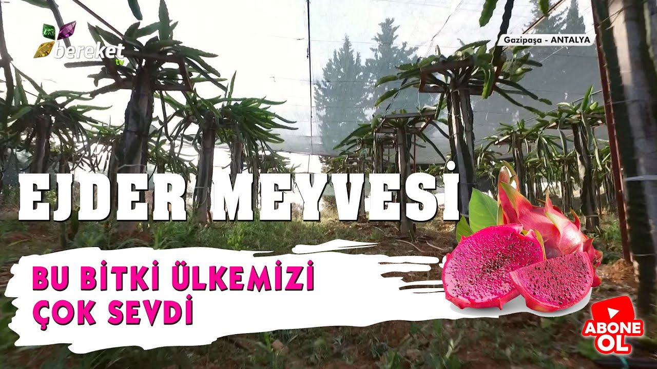 Tarım Sözlüğü | Bu Bitki Ülkemizi Çok Sevdi | Ejder Meyvesi 2. Bölüm