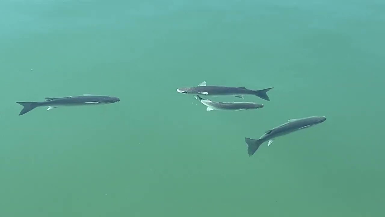Walking by the Wonderful Ocean Januart 8' at costa del Sol- Spain life