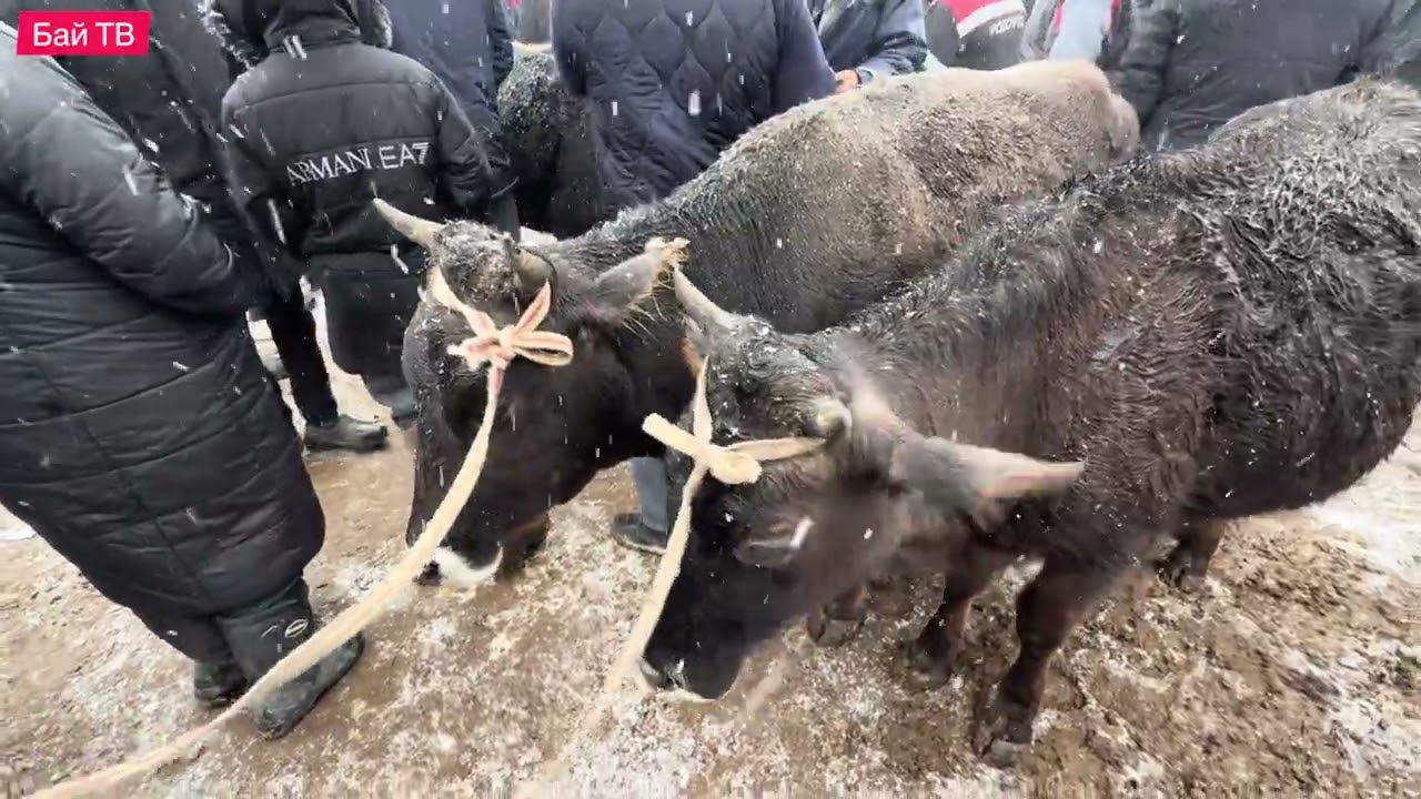 СААН УЙЛАР КУНАЖЫН БУКА ЭРКЕК УРГААЧЫ ТОРПОК БААЛАРЫ 🤯