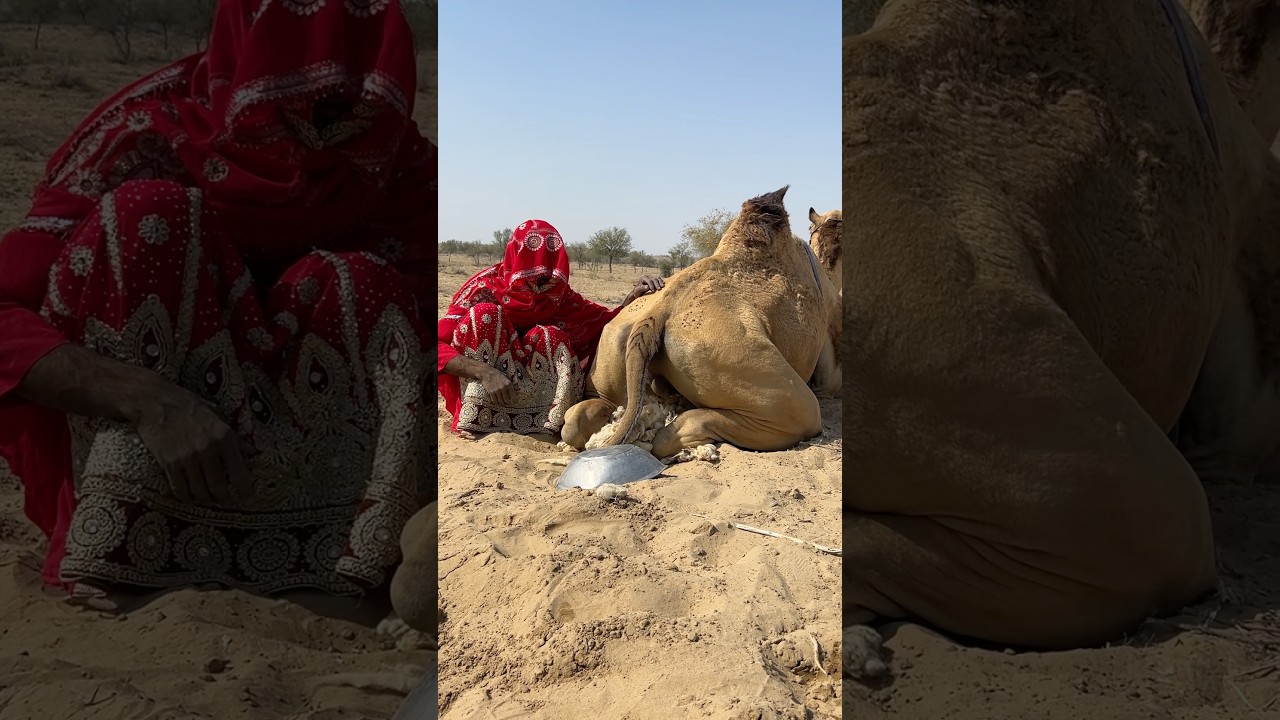 صوت غريب قادم من خلف الجمل! 🐪 ما الذي يوجد في الأواني؟ الفتاة قلقة أيضاً