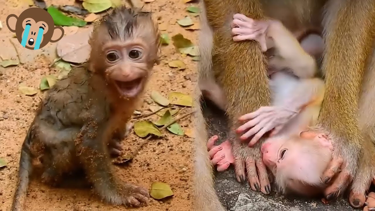 The battle between mother monkeys and their babies will never end.