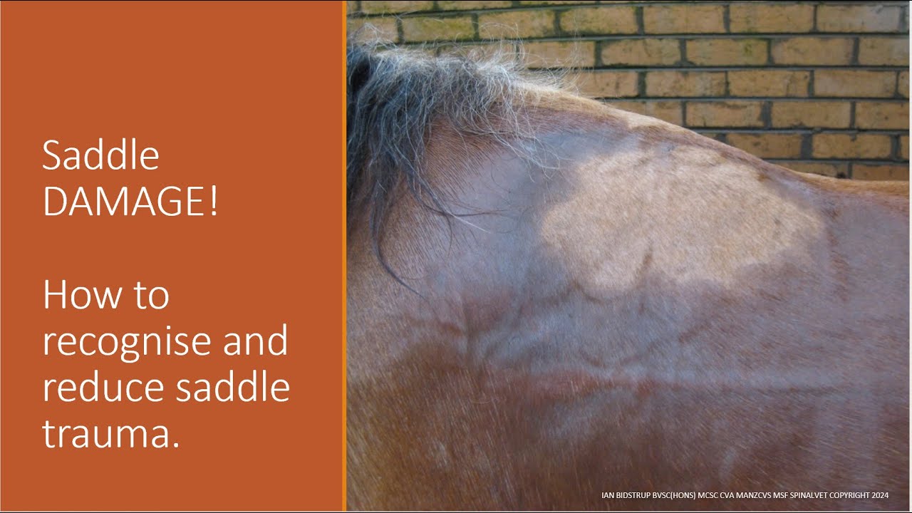 Saddle DAMAGE!  How to recognise and reduce saddle trauma.
