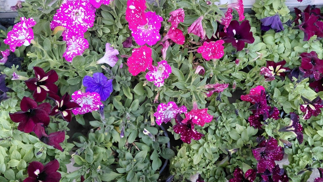 Exploring my varieties of Geranium.....