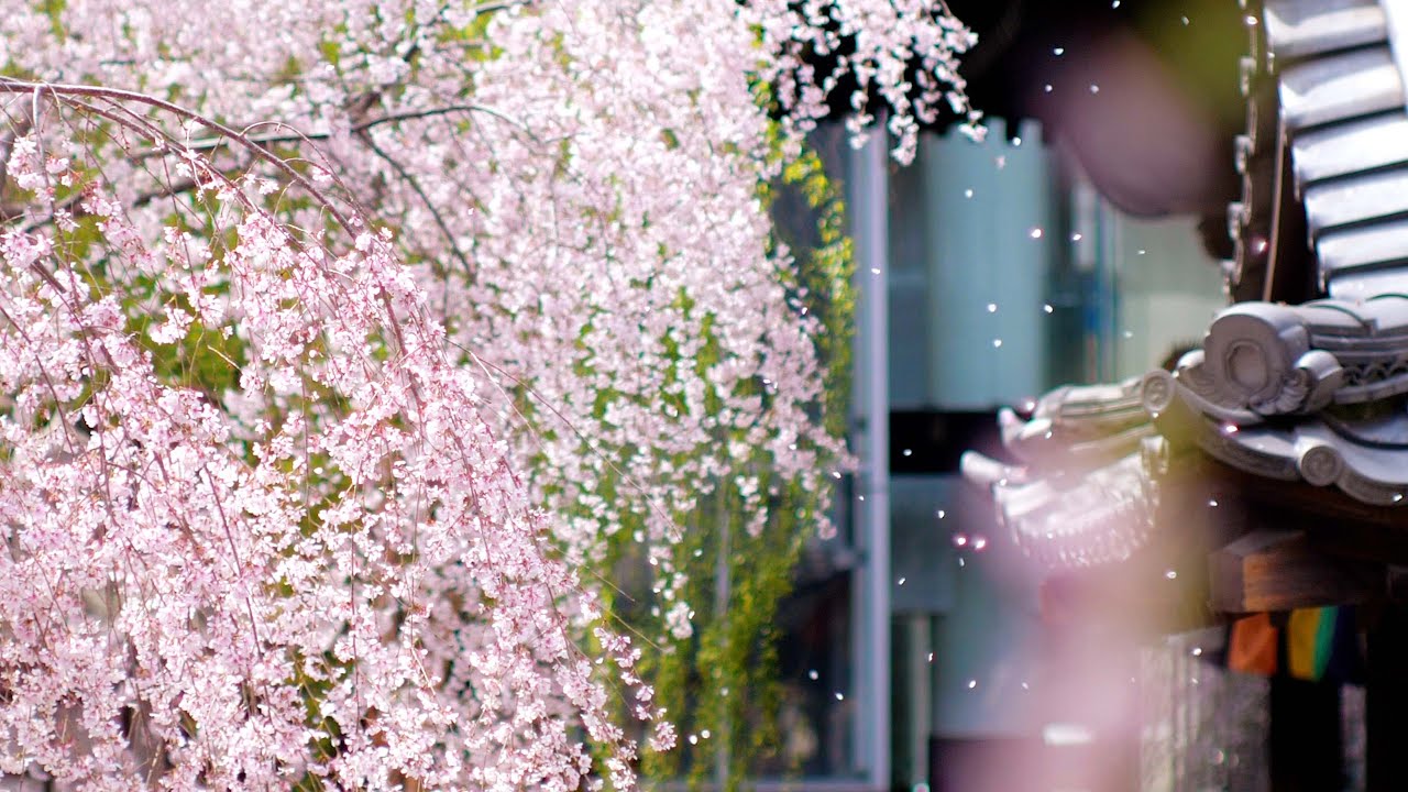 桜旅 六角堂 舞桜 のんびり京都 Rokkakudo Temple 2022