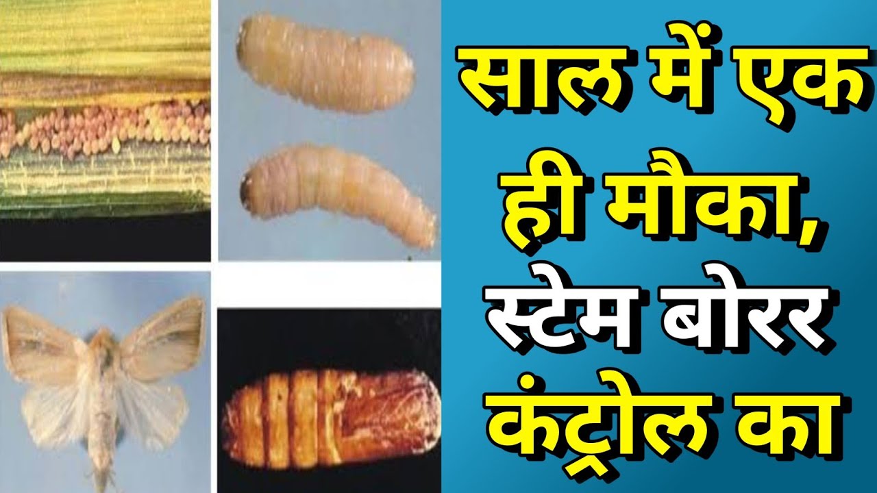 साल में एक ही मौका,Stem Borer को कंट्रोल करने का
