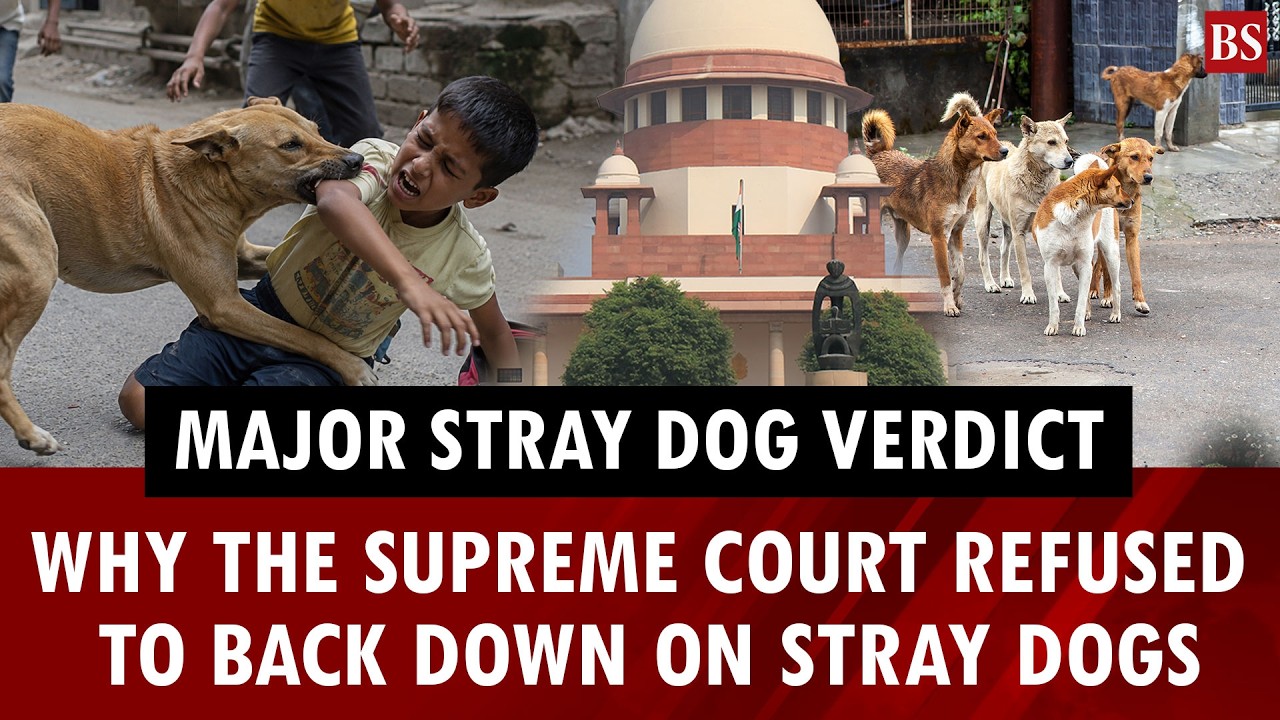 Major stray dog verdict: Why the Supreme Court refused to back down on stray dogs