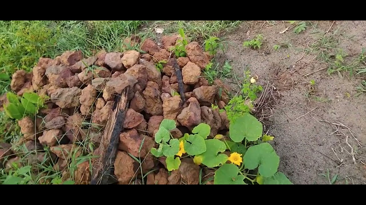 Até  peixe  0 adailtom pegou no igarape 
