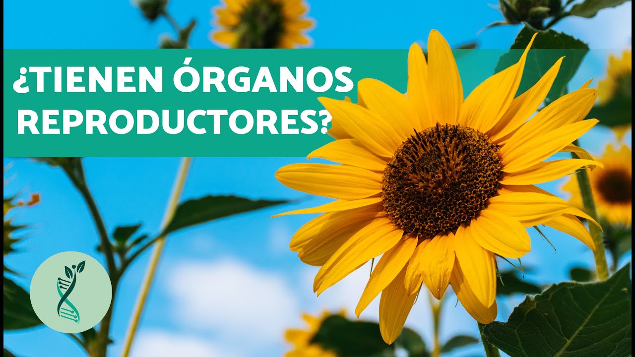 ¿Para QUÉ SIRVEN las FLORES? 🌺 (Partes de las Flores y sus Funciones)