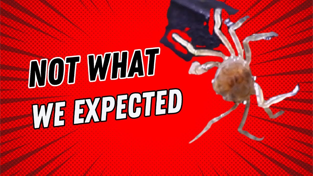 We Brought Home Micro Crabs From Our Local Fish Store