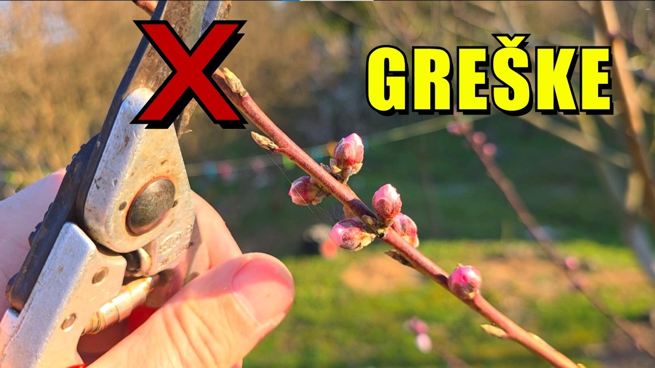 REZIDBA BRESKVE - Greške koje smanjuju rod