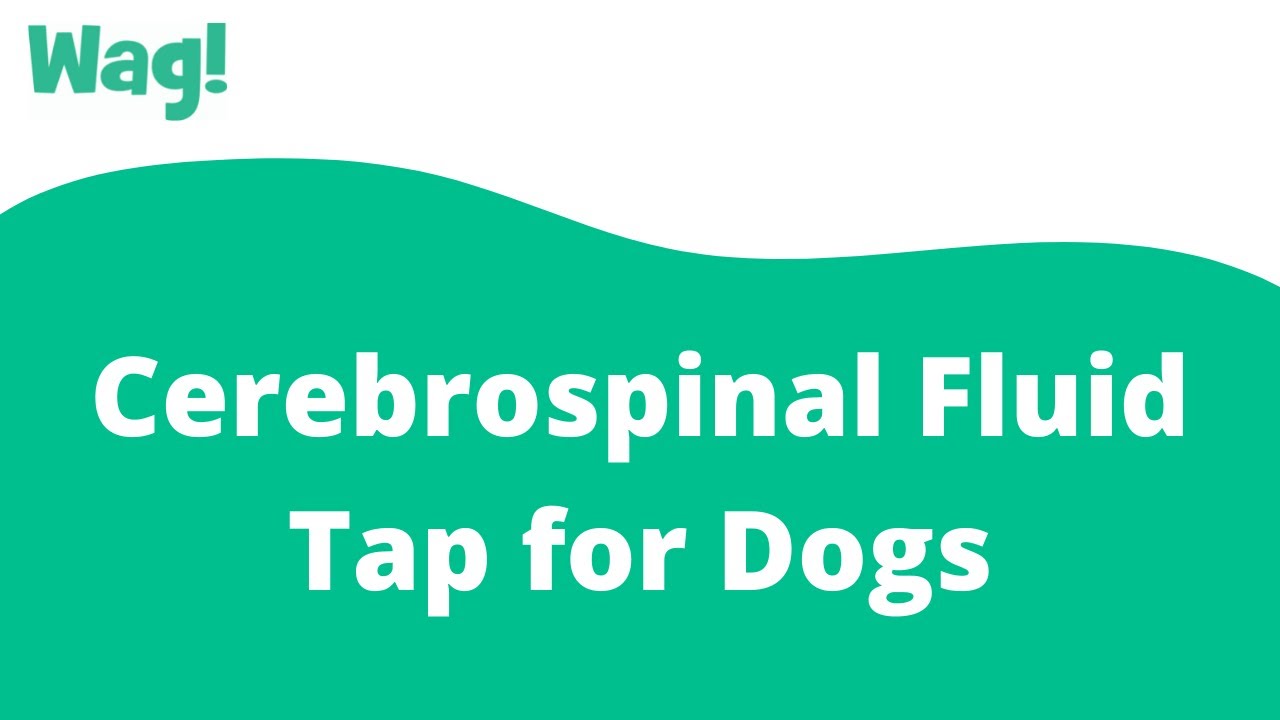 Cerebrospinal Fluid Tap for Dogs | Wag!