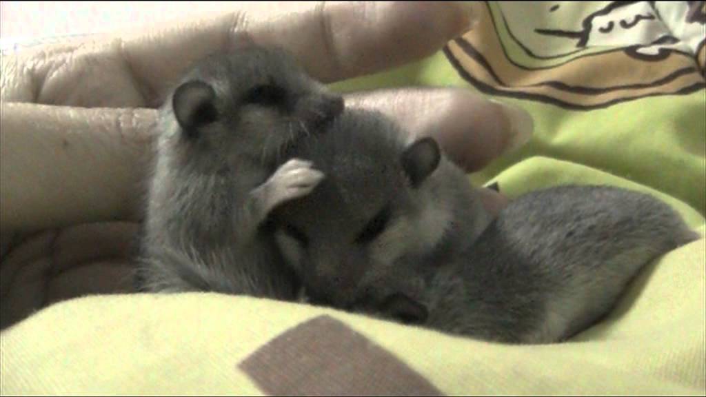 BaBy Afrigan pygmy dormouse