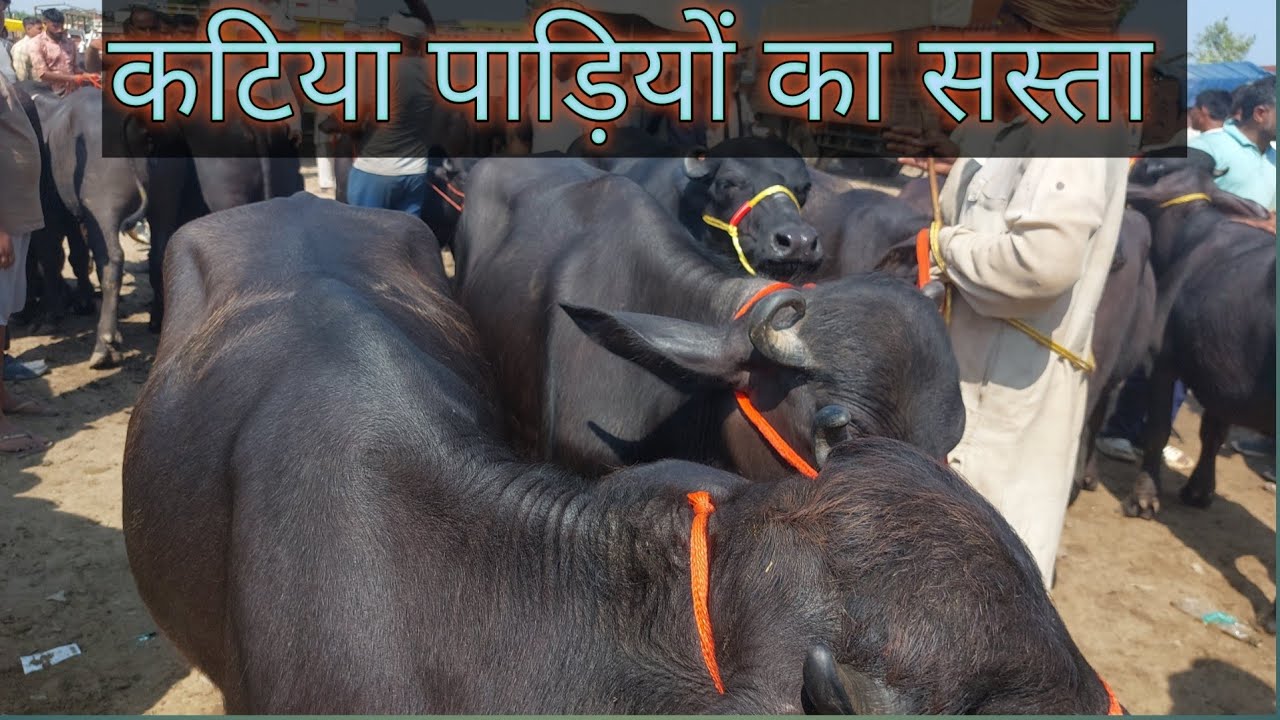 कटिया पाड़ियों का मेला मढ़ियाई पशु मंडी | Meerut Mandi | Up Mandi | Murrah Heifer | Pashu Palan |peth