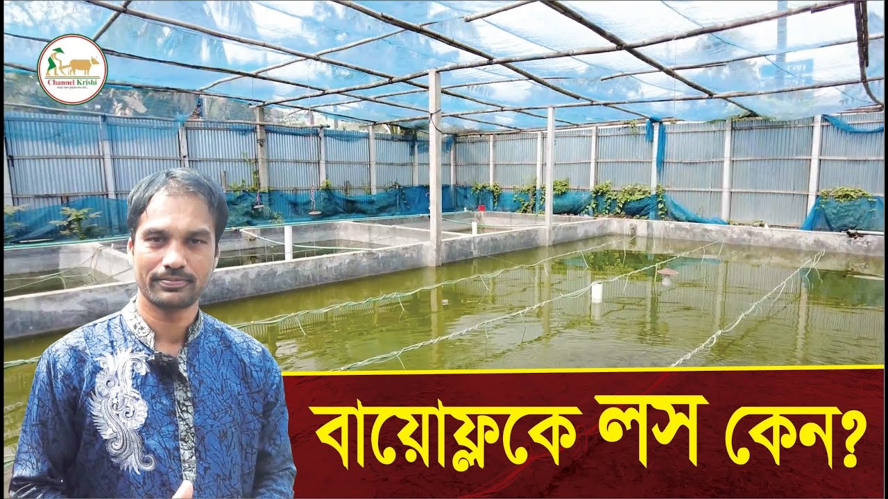 লস নয় বায়োফ্লকে সফলতা | Biofloc | Mymensingh | Aminul Ahsan Rubayat | Channel Krish