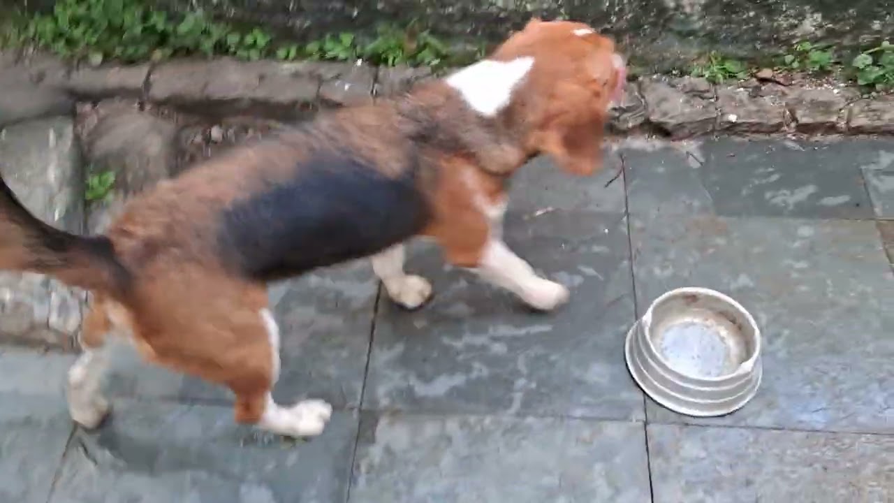 Parte 3 papinha deliciosa 