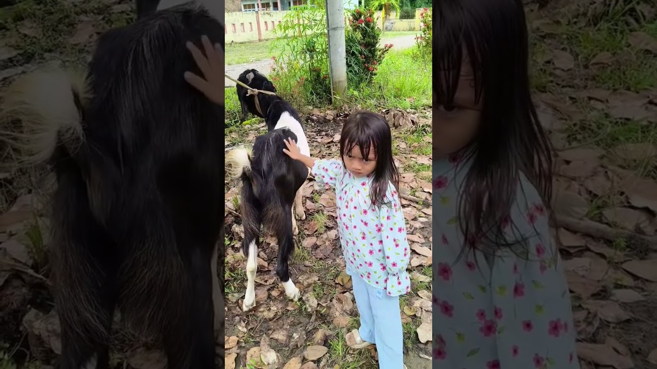 Keseruan acara kontes kambing di desa