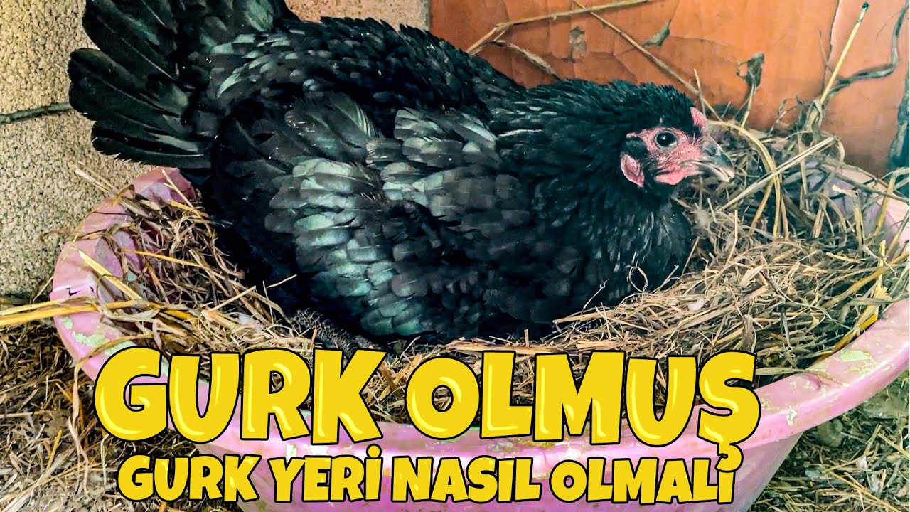 ASTROLORP TAVUK GURK OLMUŞ ~ AMERİKAN ÖRDEKLERİ YUMURTLADI ~ GURK YERİ NASIL YAPILIR ?