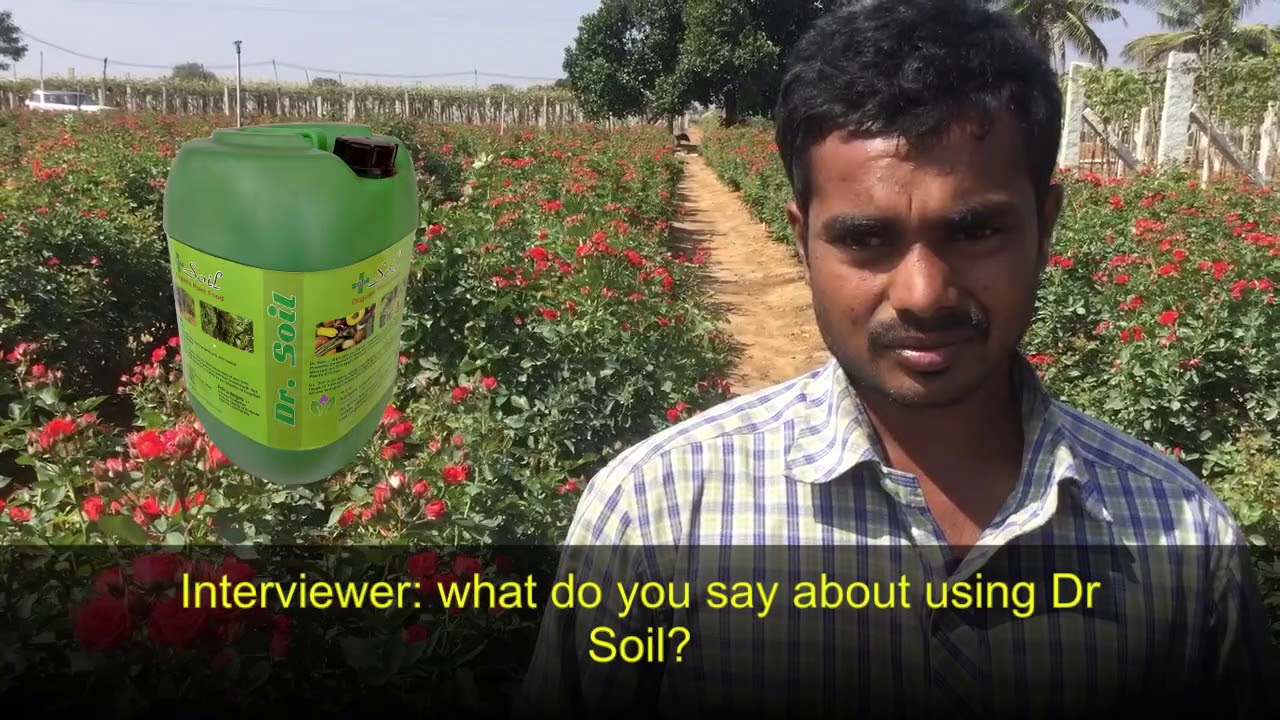 Rose Garden using Dr Soil | Organic | Rose Flower