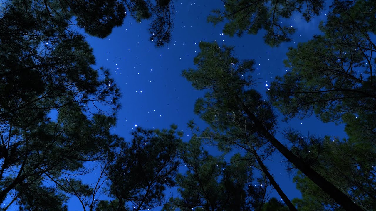 Crickets & Owl Under the Starry Night | Pure Night Ambience to Calm the Mind & Sleep Instantly