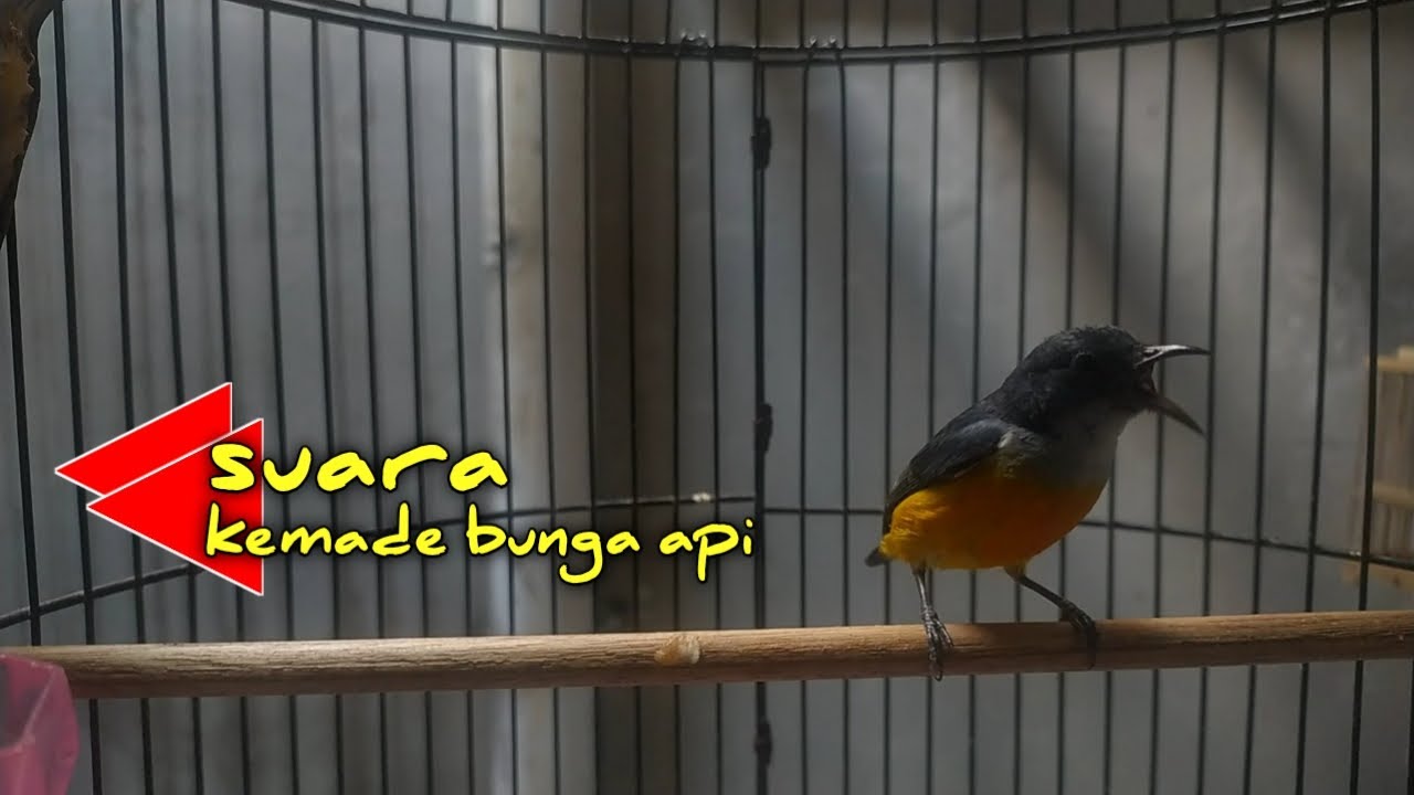 BURUNG KEMADE/CABAI BUNGA API GACOR