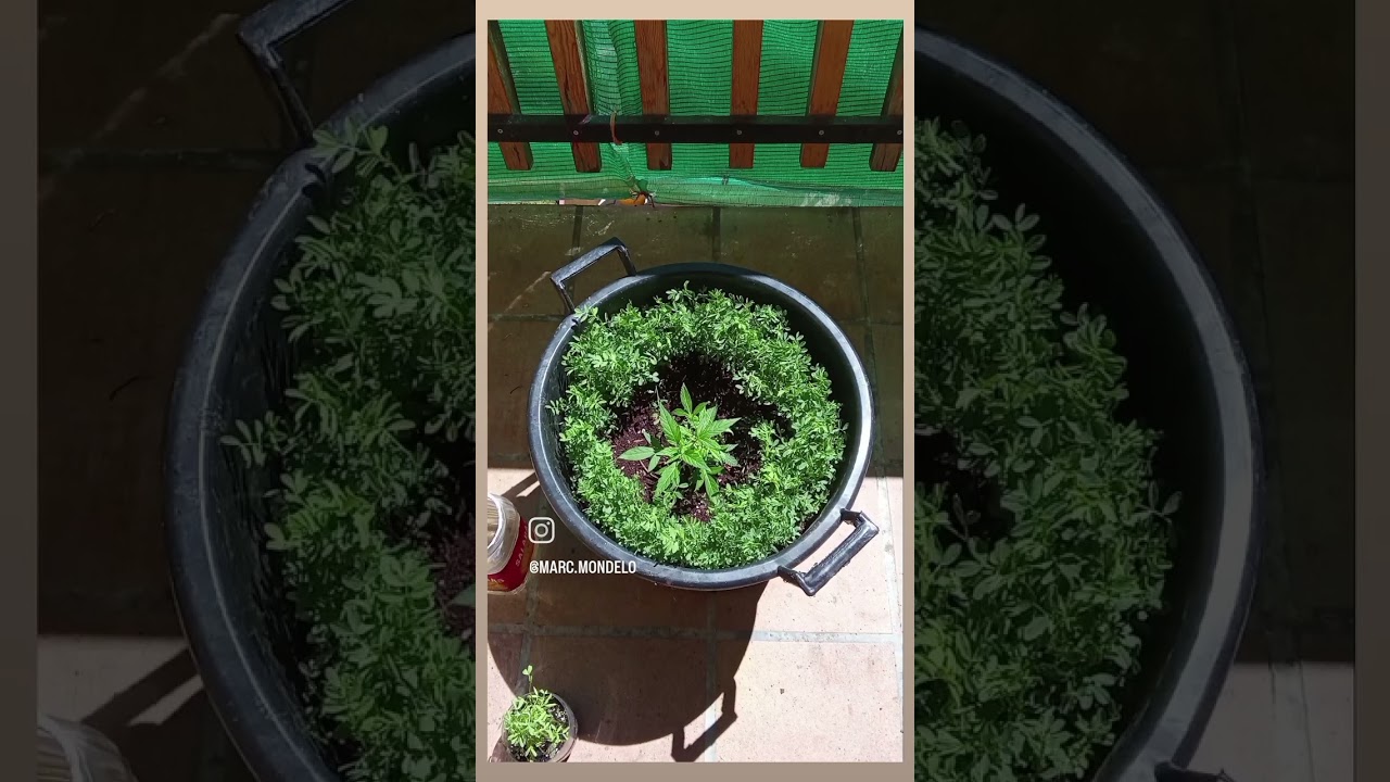 Monster Cropping