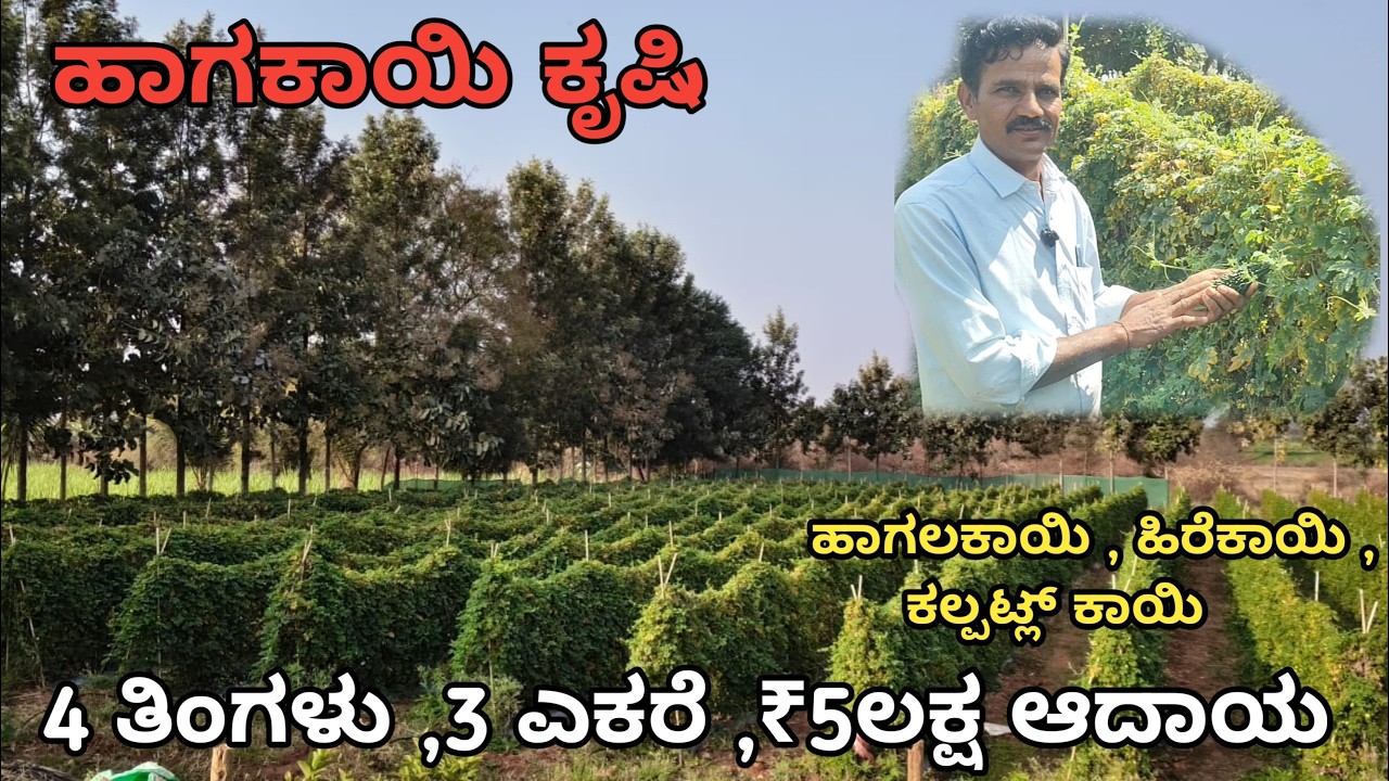 ಬಂಗಾರದ ಬೆಳೆ | 4 ತಿಂಗಳು , 3 ಎಕರೆ ,₹2 ಲಕ್ಷ ಆದಾಯ‌ | ಹಾಗಲಕಾಯಿ ಕೃಷಿ  |
