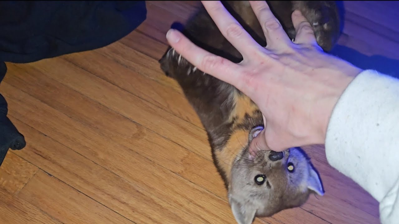 Playing tag with a Pine Marten