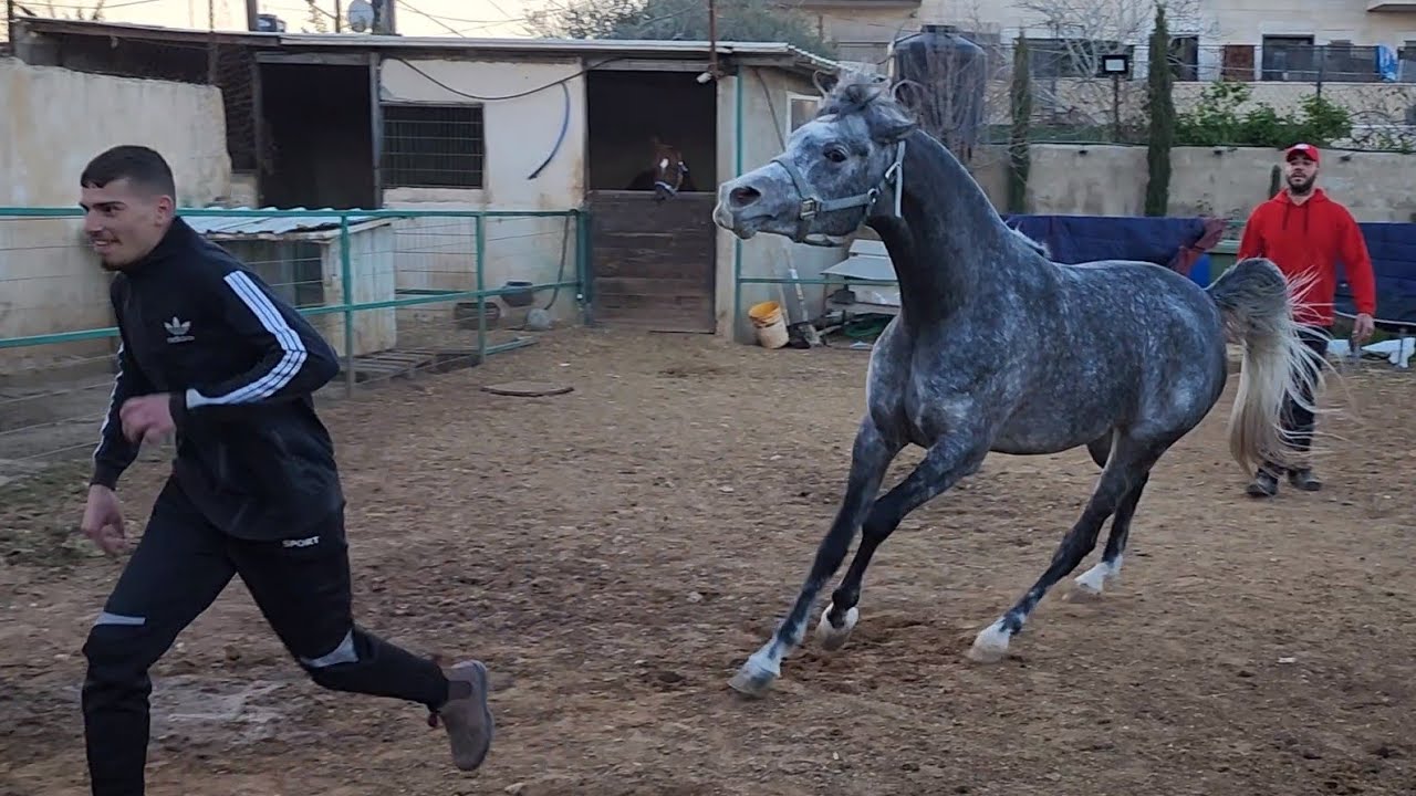 خيل عربي أصيل تهاجم عبر أخذ كلمه من صاحبها الفرس فتون مع معتز مطور