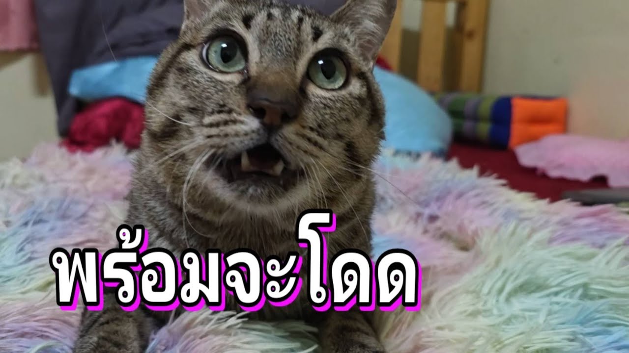 พร้อมจะโดด24.ม.ค.69@stray_cats 
