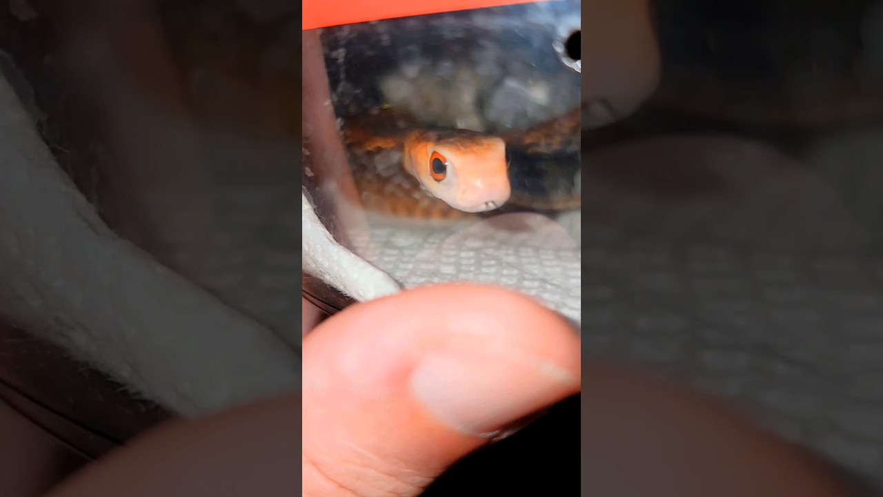 Unboxing Deadly Taipan #snake #venomous #mostvenomoussnake