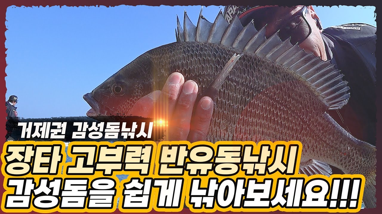 거제도 다대권 장타 고부력 반유동 감성돔 낚시 끄심바리조법