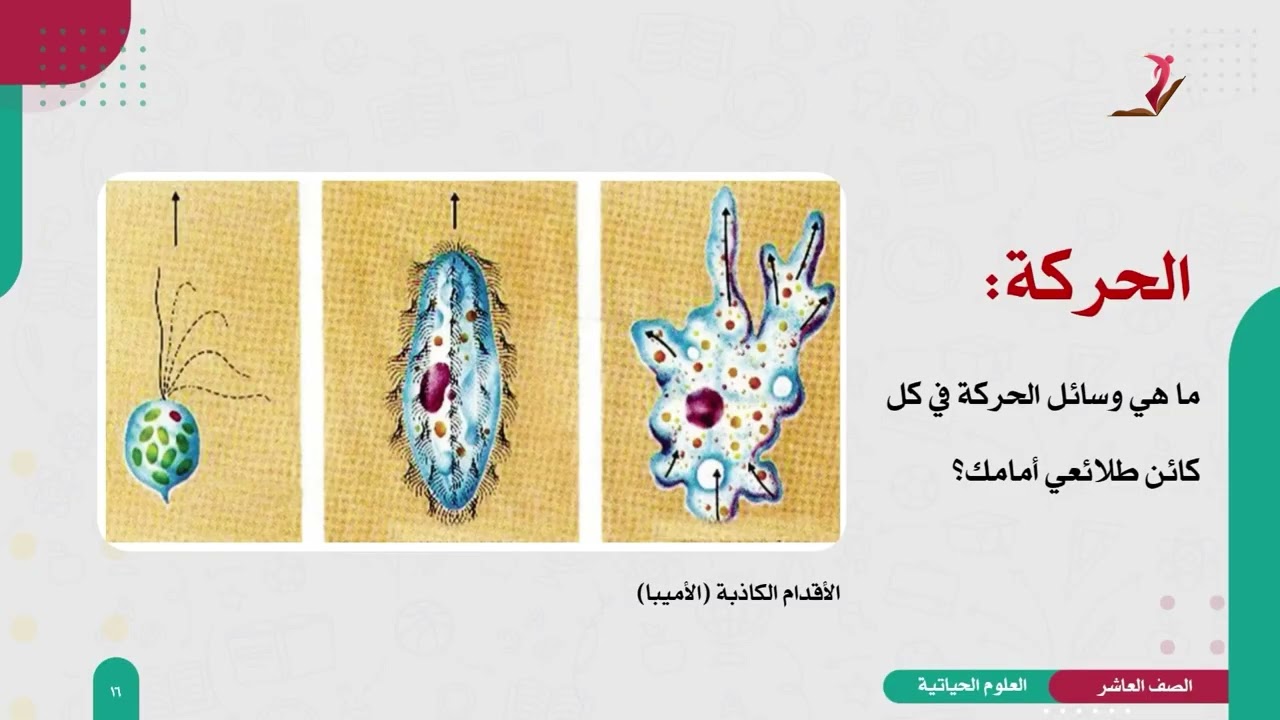 العلوم الحياتية 10 - فصل 2 | تصنيف الكائنات الحية الحديث