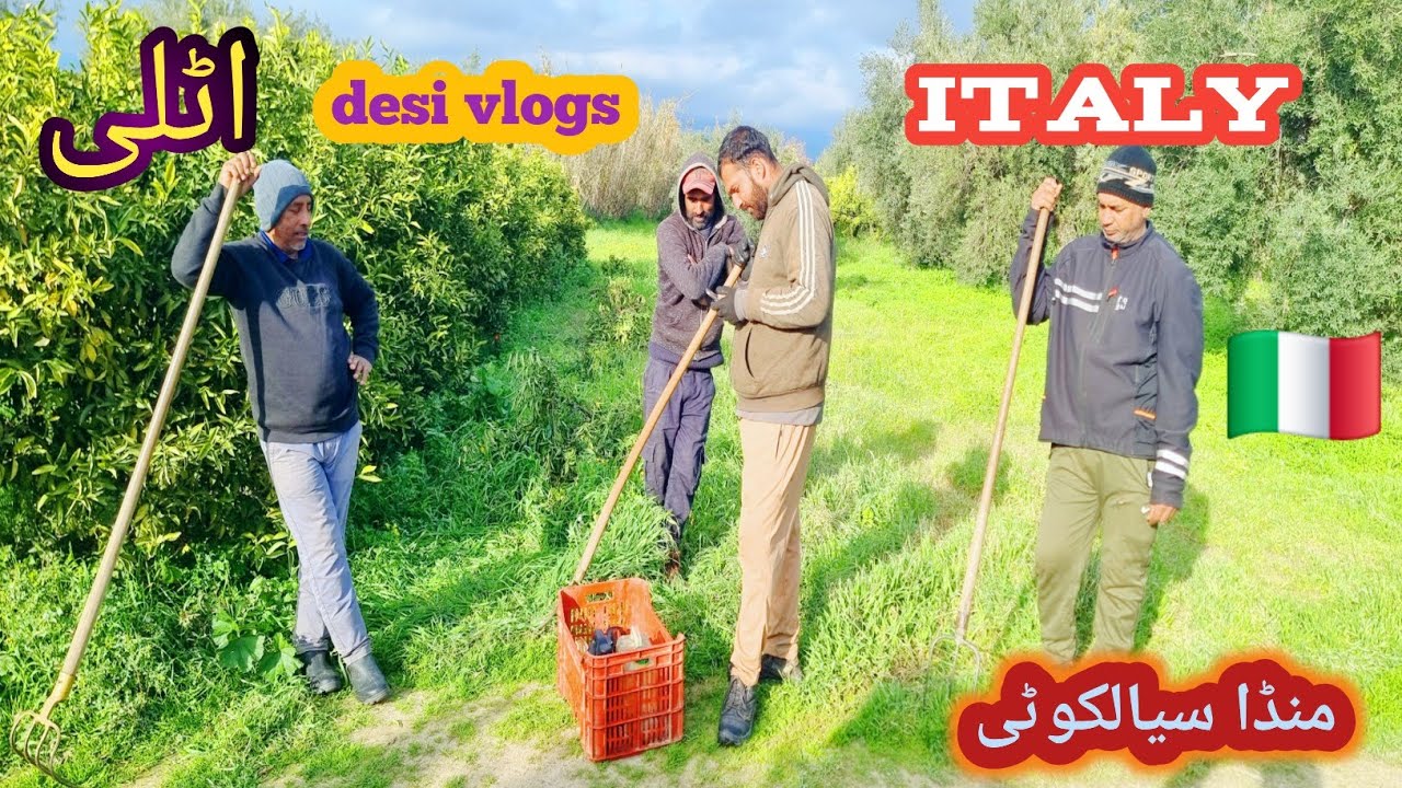 Agriculture work in Italy| munda sialkotia vlogs