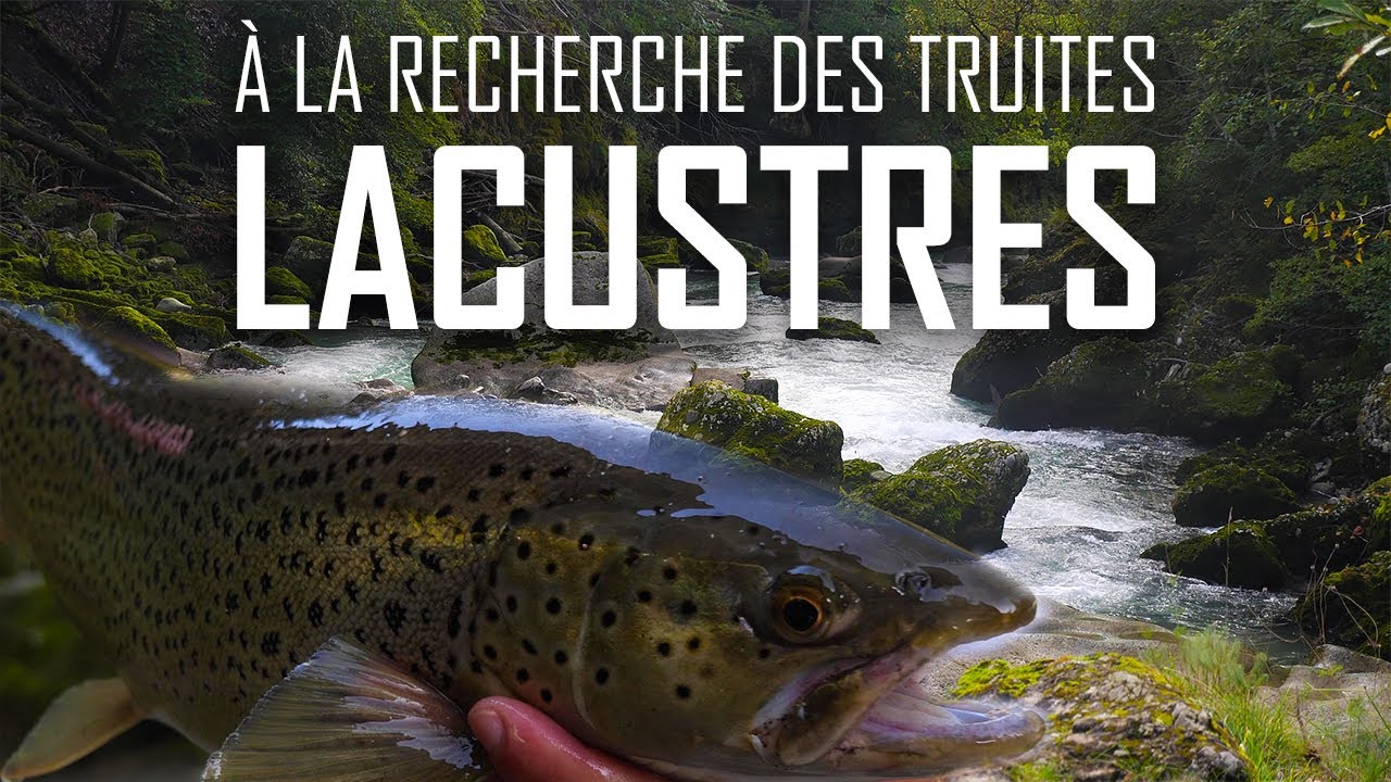TRUITE LACUSTRE : On TRAQUE les plus GROSSES TRUITES de FRANCE !