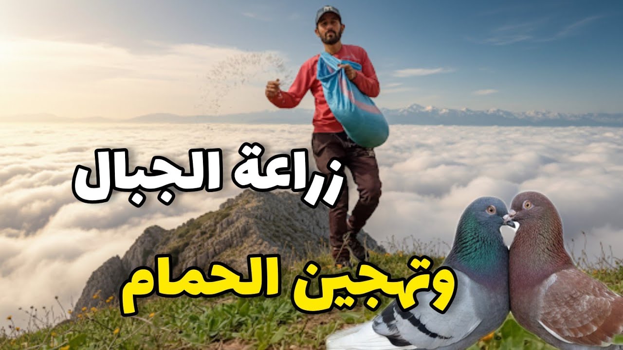  كيف زرعت الشعير فوق السحاب وزاوجت أغلى أنواع الحمام بعد محاولة فاشلة للصقر🦅 🏔️❤️
