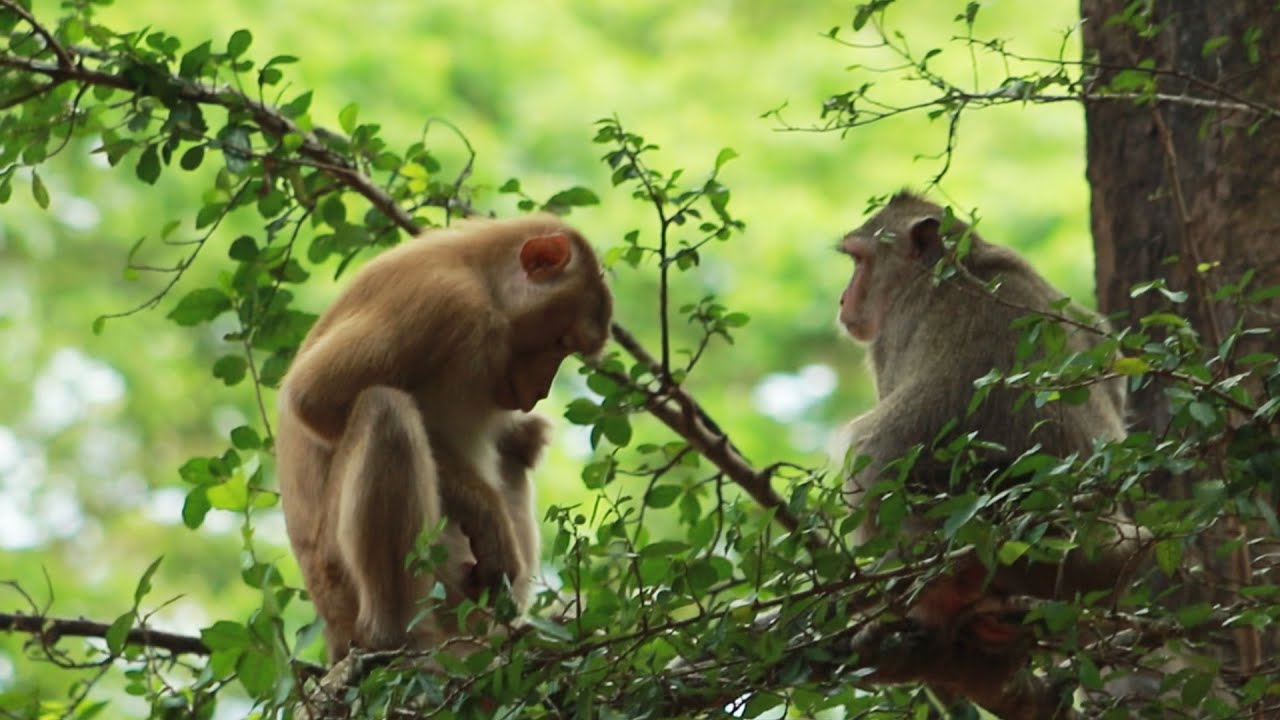 Monkey Akot And Princess Monkey in Amber on June13-2022, G-Maz..277..Amber