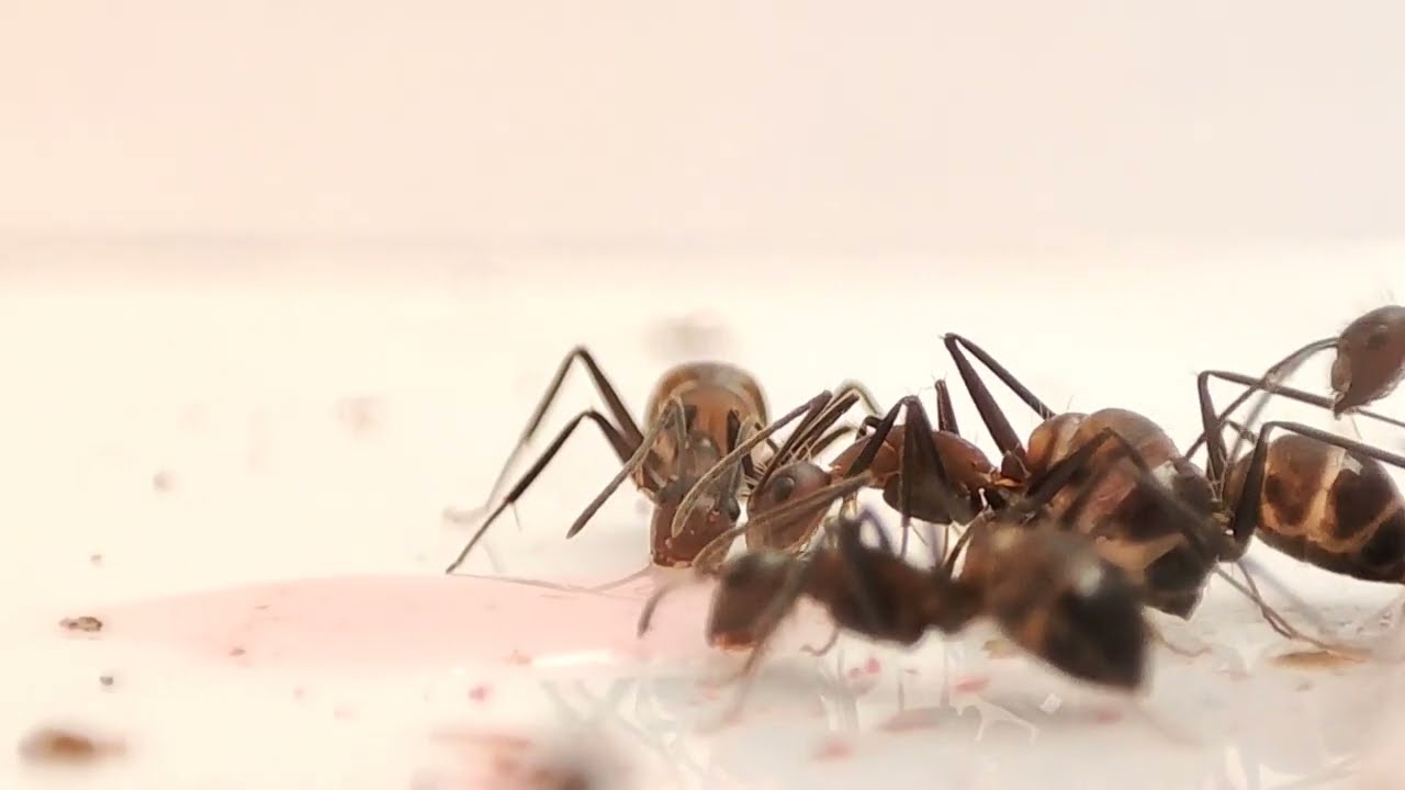 Carpenter ants eating sugar water 💦 (short video)