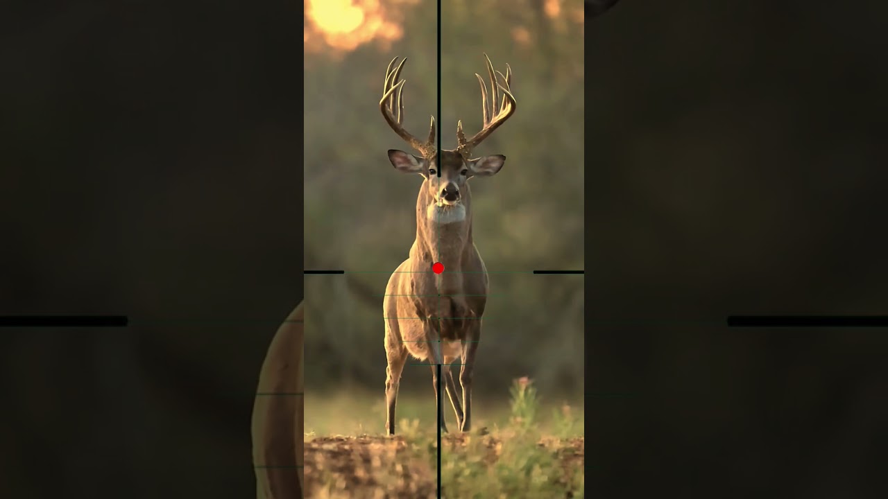 Red Deer Hunting | Caccia al cervo rosso | Jacht op edelherten