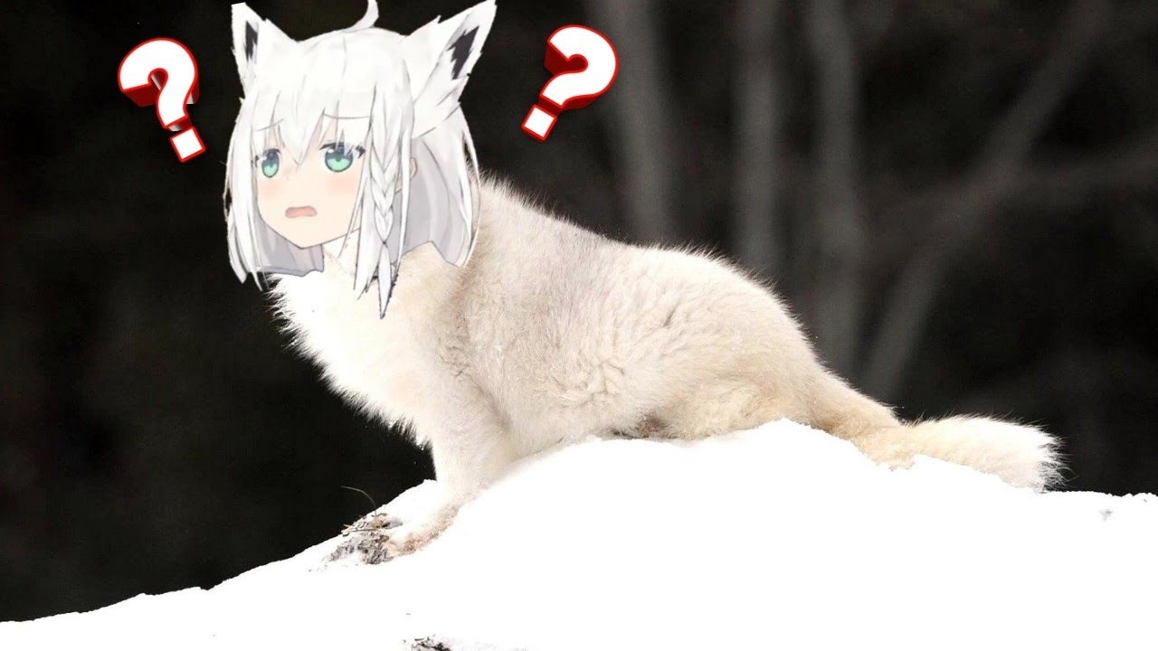 Random fubuki fox | Animal hololive