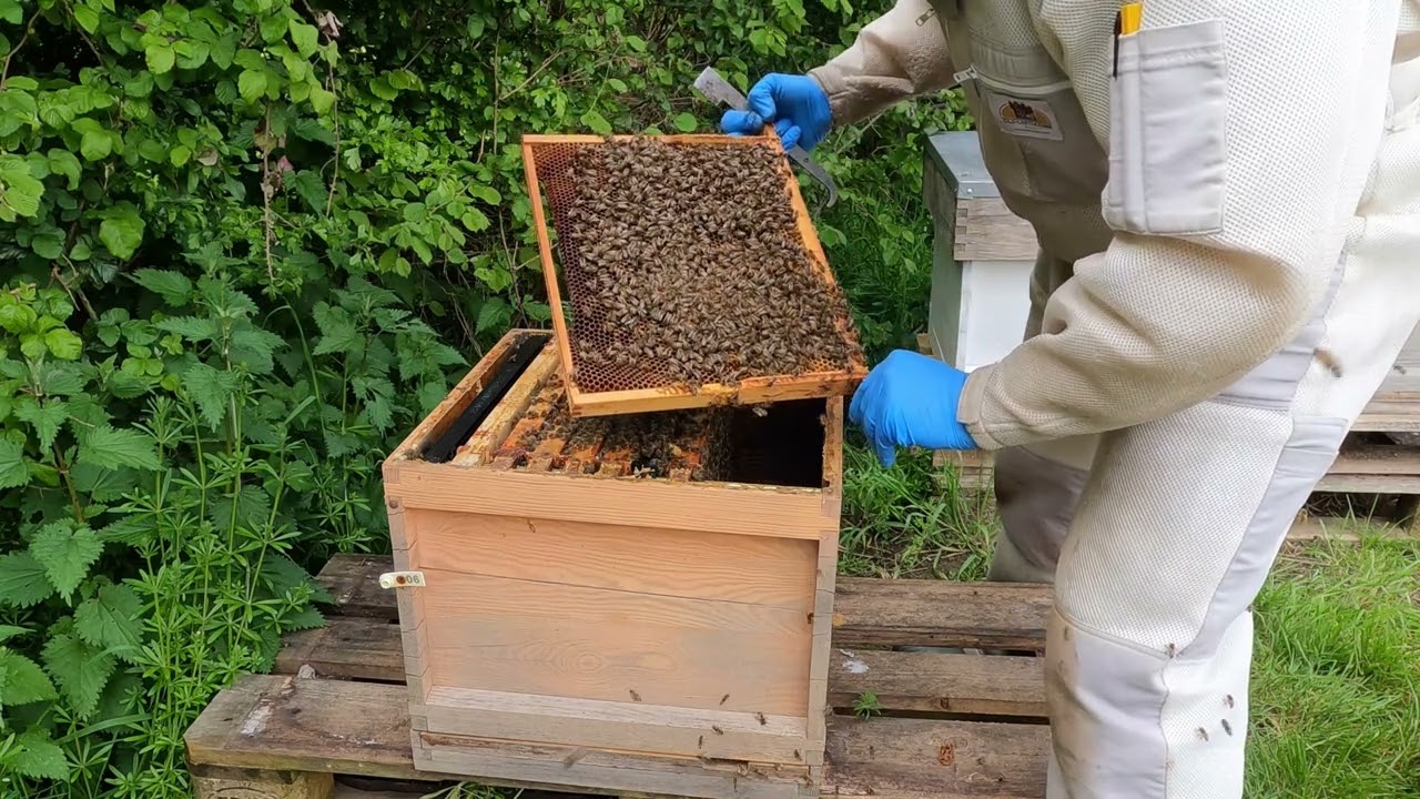 Hive Starvation