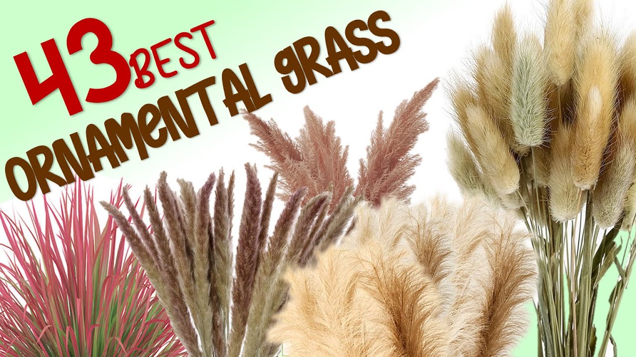 43 BEST ORNAMENTAL GRASS | HERB STORIES