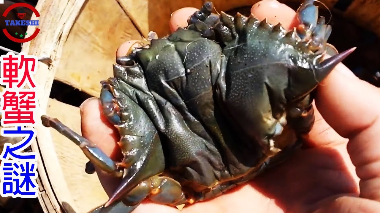 [生物放大鏡]十腳怪腹部裡小怪物的真相 | 十腳怪多個繁殖模式的野心 |真的有會被淹死的螃蟹