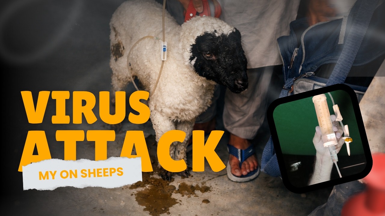 Virus Attack on my Sheeps 🐑 🐑 | 🦠 yeh kya hogya