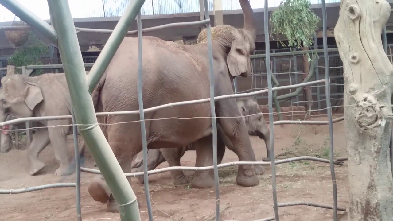 Elephants at Chester Zoo