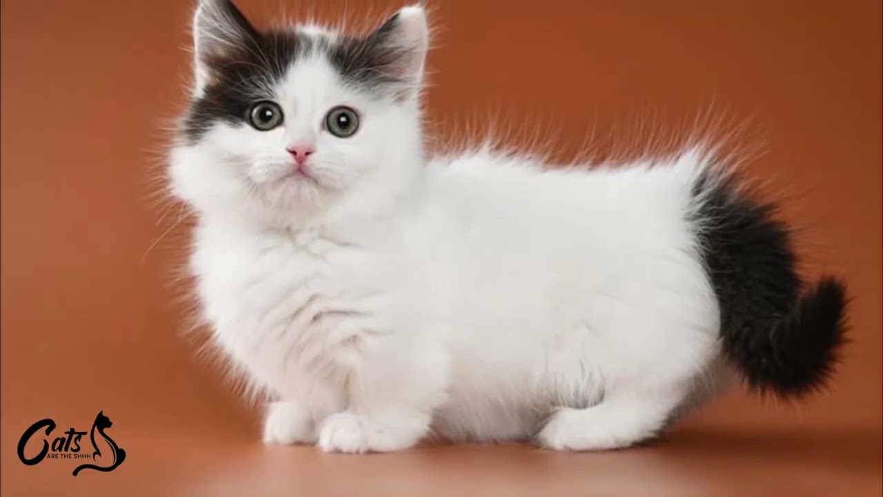 Fun Facts about Munchkin Cats