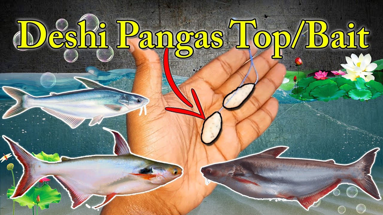 Deshi Pangas Top or Bait - English Subtitles