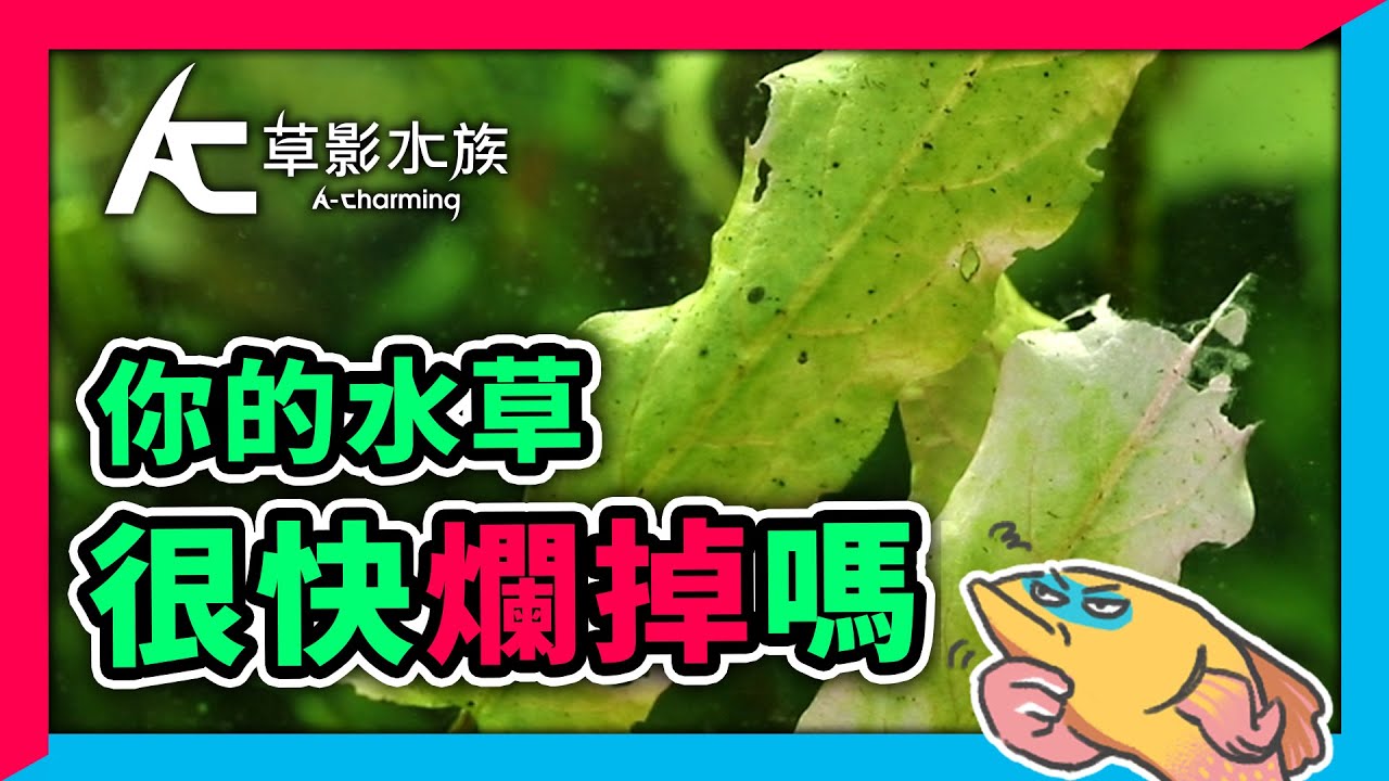 破解7個養水草錯誤習慣！看完後水草不再往生｜AC草影水族（CC字幕）