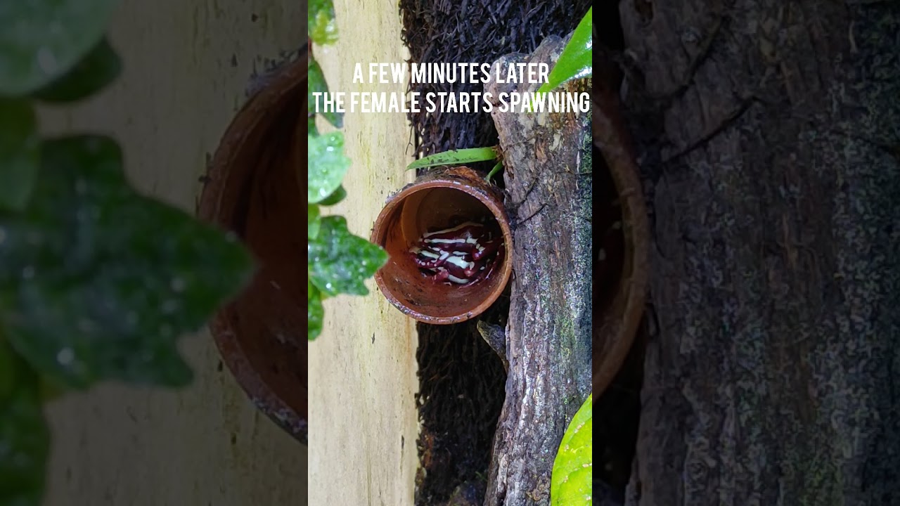 Epipedobates anthonyi Mating behavior #amphibia #dartfrog #frog #pets #terrarium #viral #video